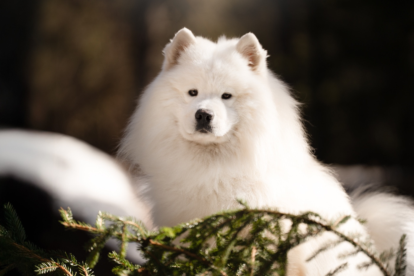 Oxbow fashion design De sanna gourska