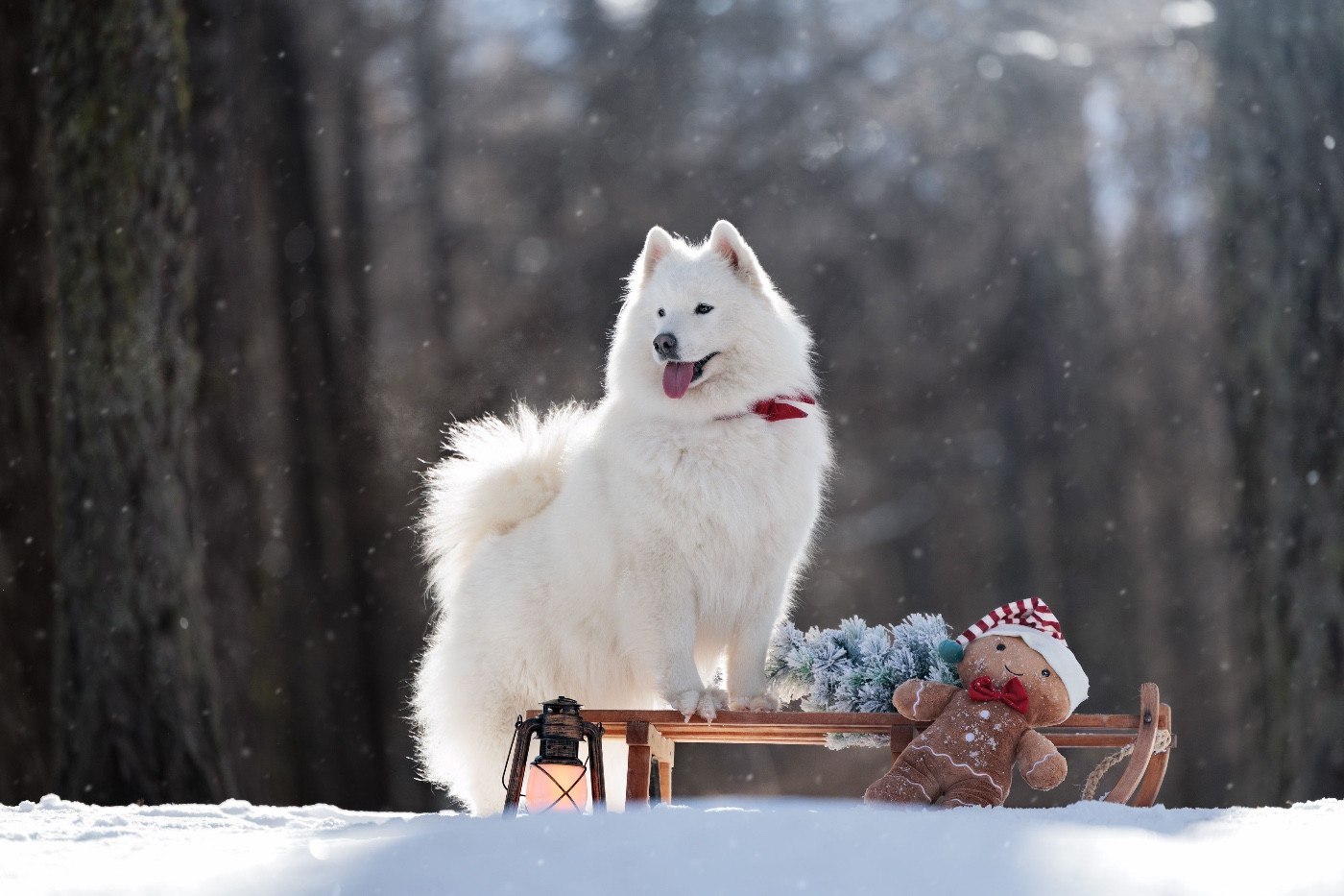 Serra bella Des Noces De Coton