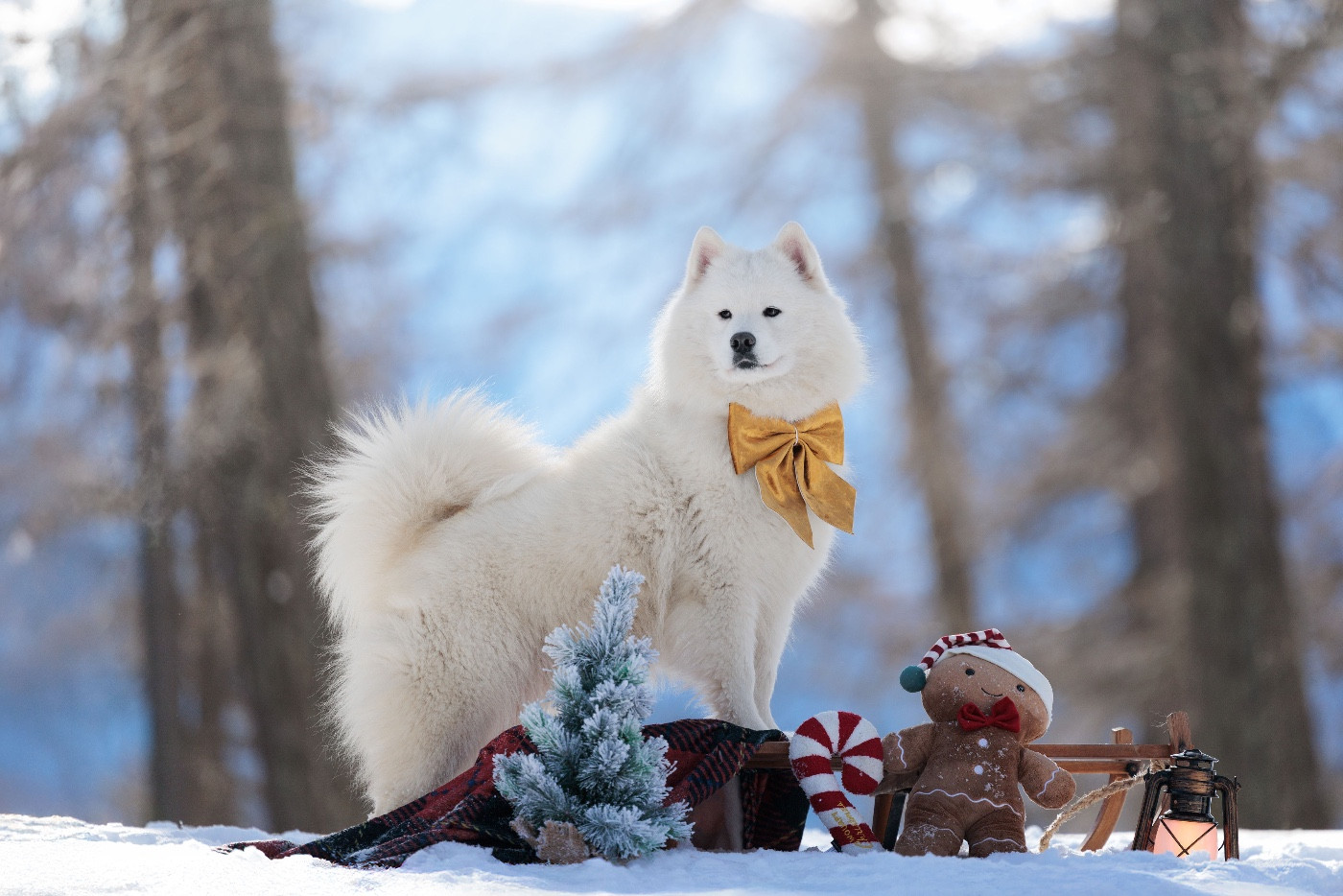 Valdis bel ochka Des Noces De Coton