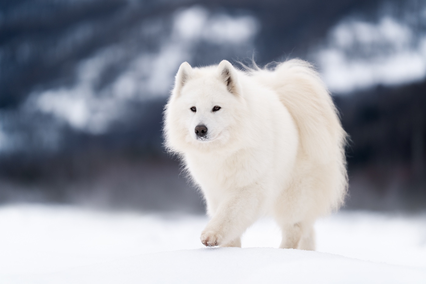 Santa maria Des Noces De Coton