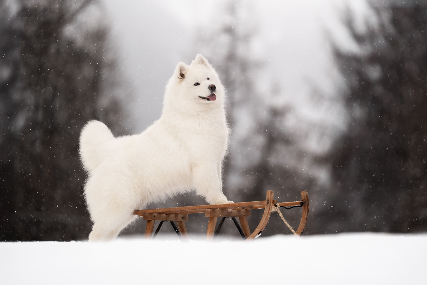 Sia ohara alaska du matin d'automne