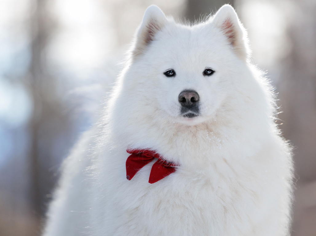 Serra bella Des Noces De Coton