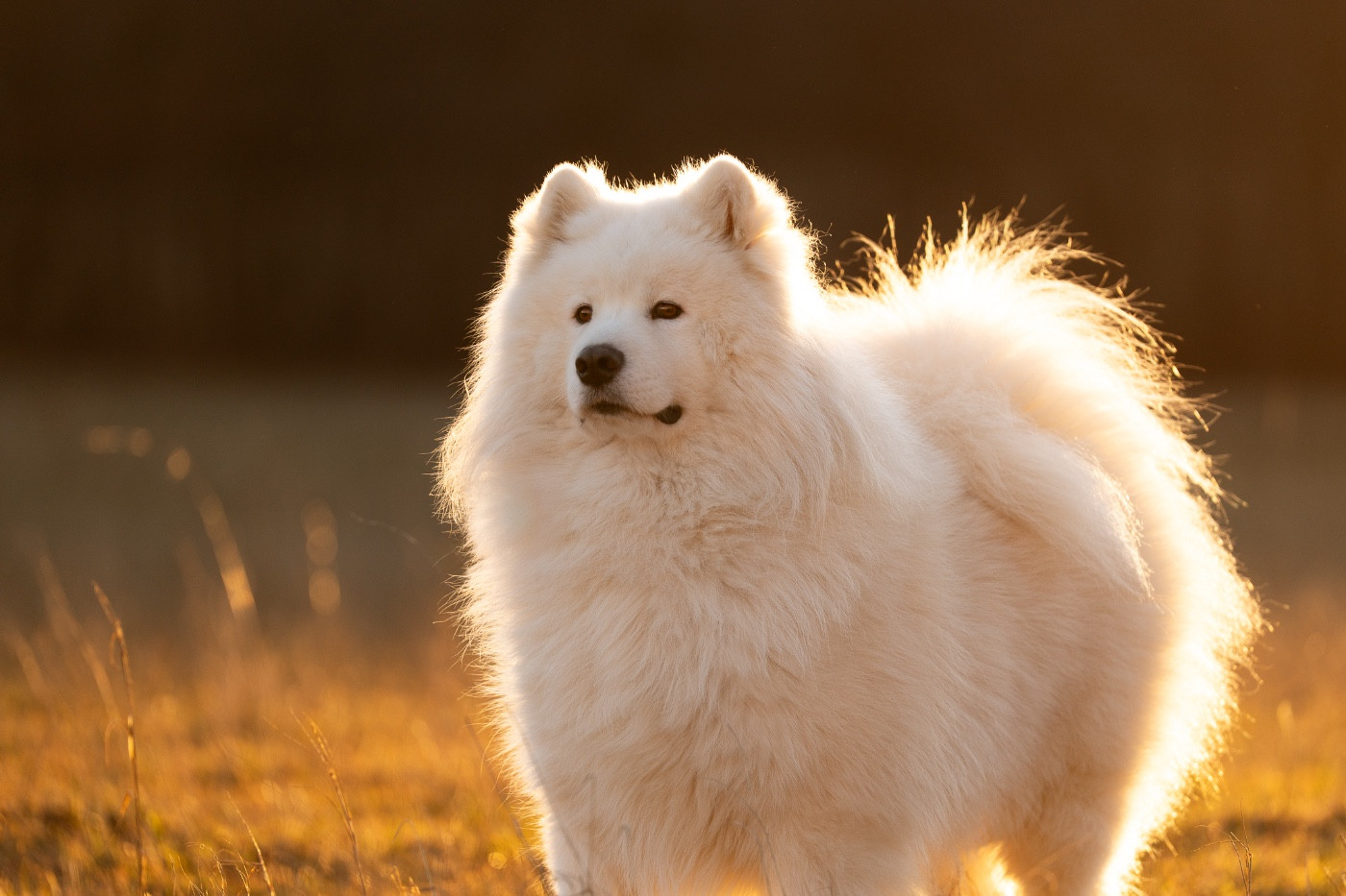 Tesoro mio du chemin de la belle etoile