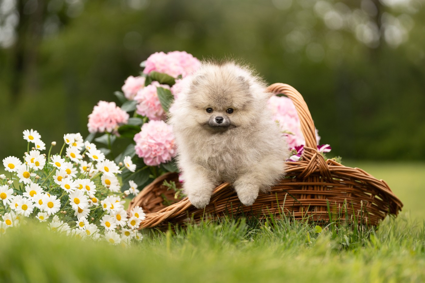 Lords of the Poms Bacio