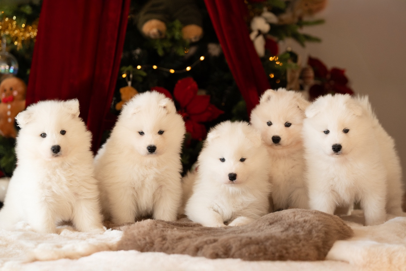 Des Noces De Coton - Réservations chiots