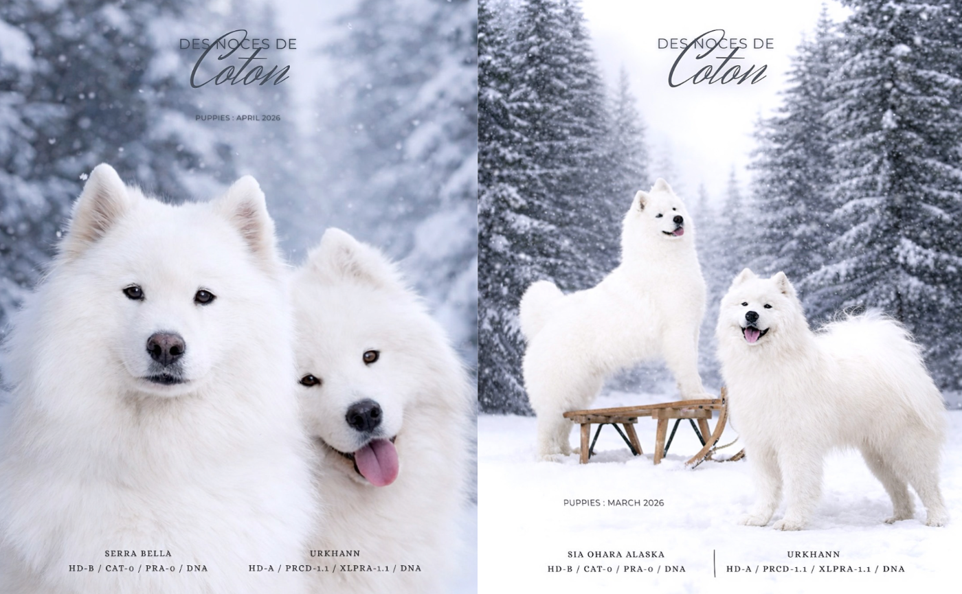 ✨ Premiers mariages 2026 ✨