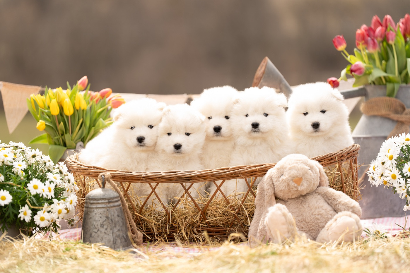 Adoption chiot Samoyède