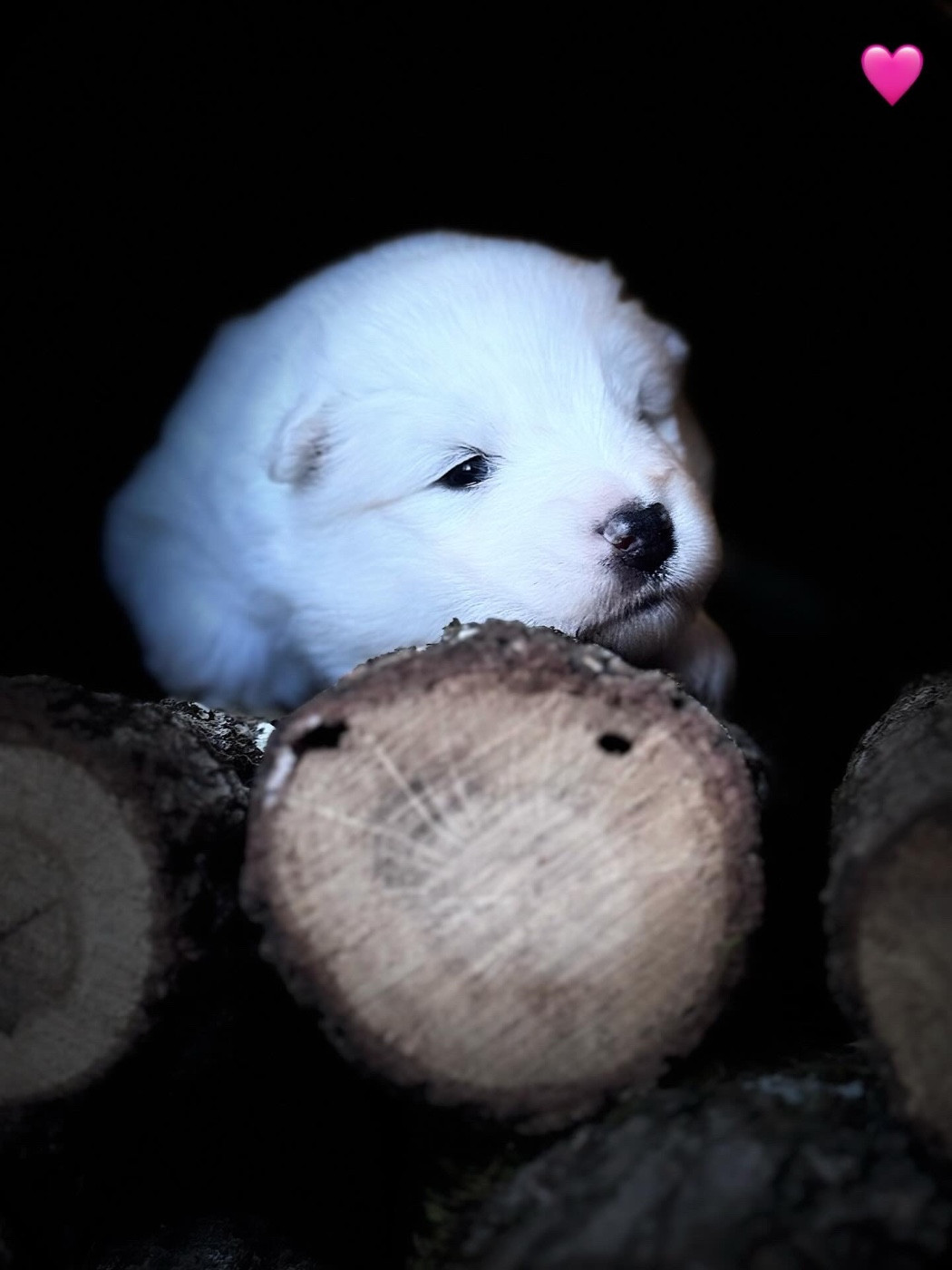 Des Noces De Coton - Samoyède - Portée née le 17/11/2025