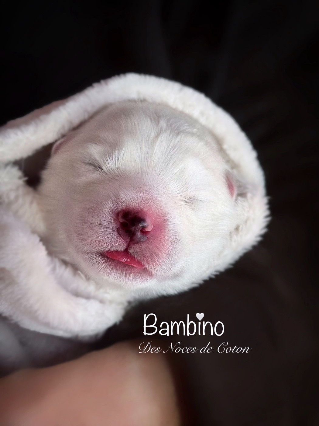 Des Noces De Coton - Chiots disponibles - Samoyède