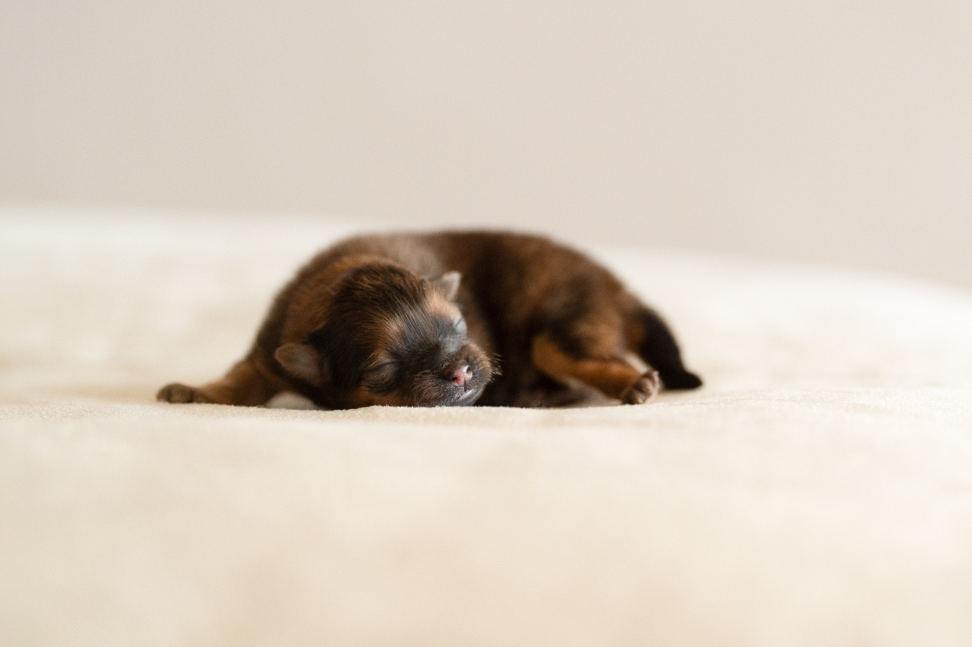 Des Noces De Coton - Chiots disponibles - Spitz allemand