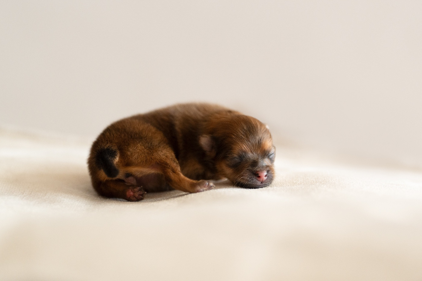 Des Noces De Coton - Chiots disponibles - Spitz allemand