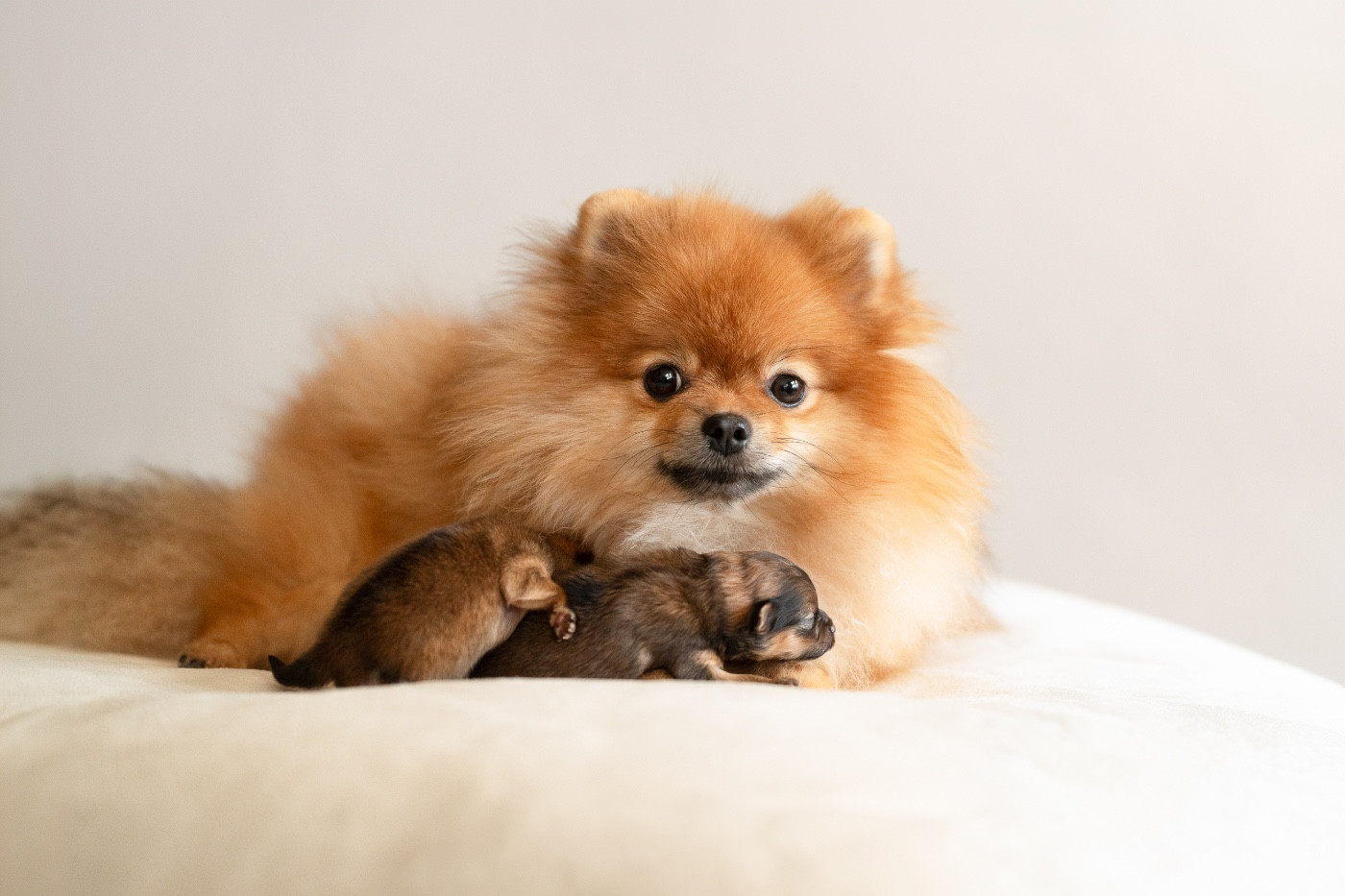 Chiot Spitz allemand Des Noces De Coton
