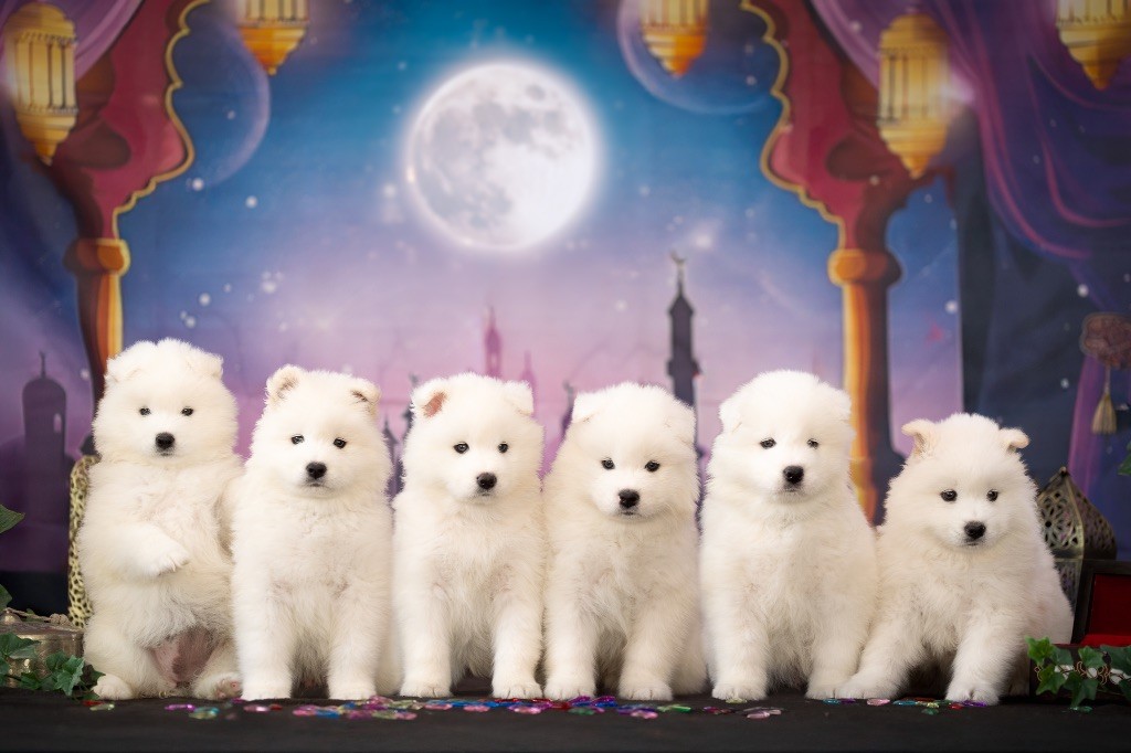 Des Noces De Coton - Samoyède - Portée née le 14/08/2025