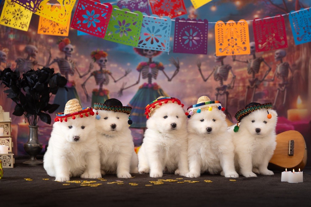 Des Noces De Coton - Samoyède - Portée née le 21/08/2025