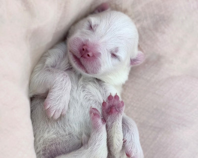 Dolce