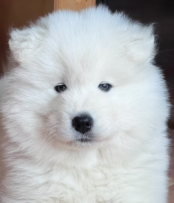 Bambino Koda