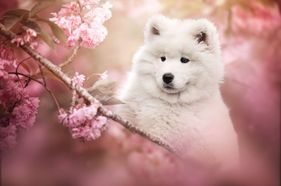 Bambino Koda