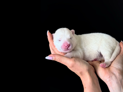 Bao